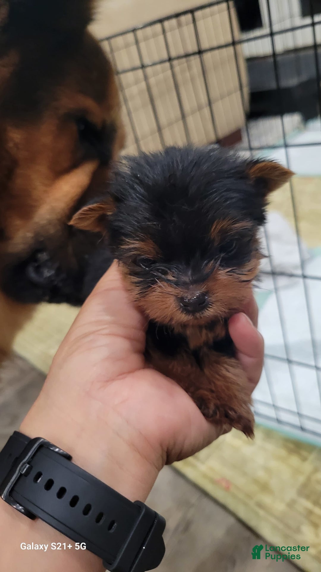 Gallery Image {{count}}