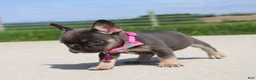 French Bulldog dogs for sale: Stella - Ad 6