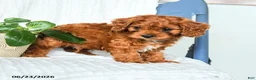 Cavapoo dogs for sale: Fernando - Ad 3