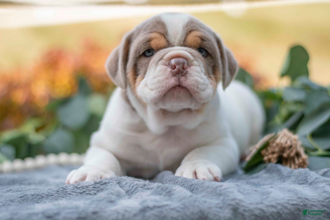 Mixed Breed dogs for sale: Beatle - Ad 2