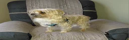 Morkie dogs for sale: Morkie 1 - Ad 4