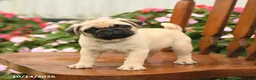 Pug dogs for sale: Spice - Ad 3