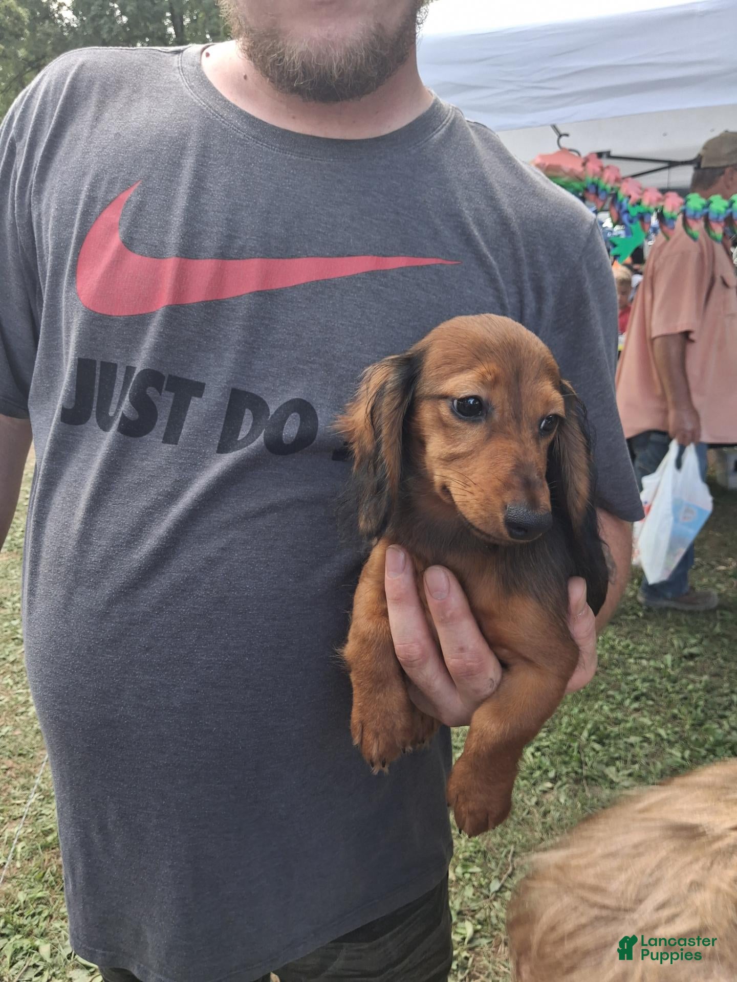 Miniature Dachshund dogs Miniature Dachshund 1 - Ad 1