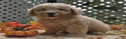 Miniature Poodle dogs for sale: Chewy  - Ad 4