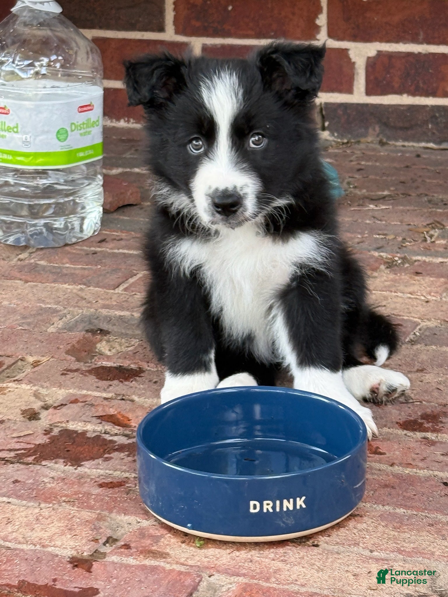 Border Collie dogs Bonnie - Ad 5