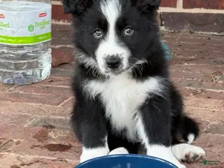 Border Collie dogs Bonnie - Ad 5