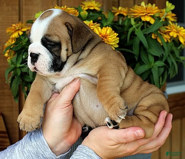 Olde English Bulldogge dogs Meadow - Ad 2