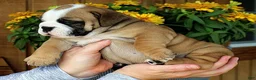 Olde English Bulldogge dogs for sale: Meadow - Ad 2