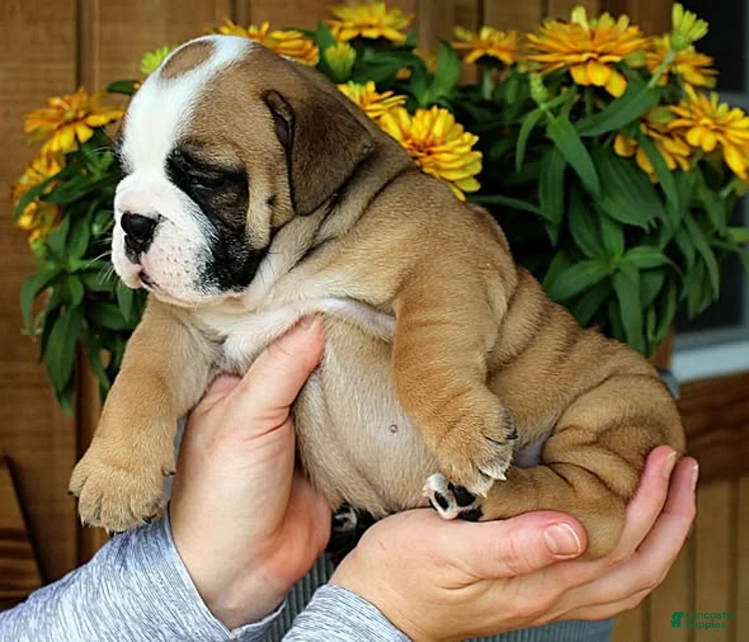 Olde English Bulldogge dogs for sale: Meadow - Ad 2