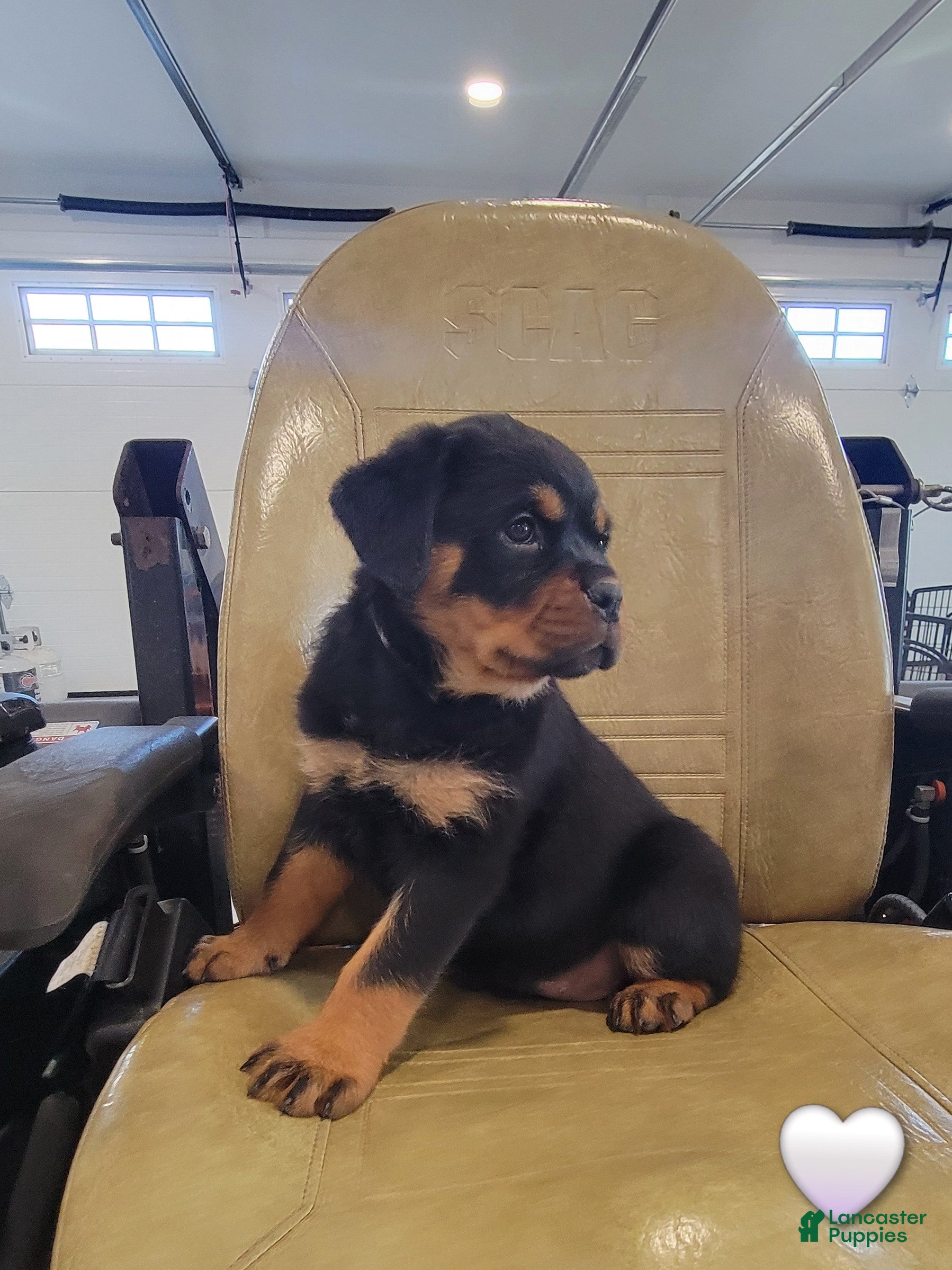 Rottweiler dogs Grace - Ad 2