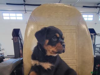 Rottweiler dogs Grace - Ad 2