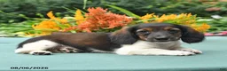 Dachshund dogs for sale: Tucker - Ad 5