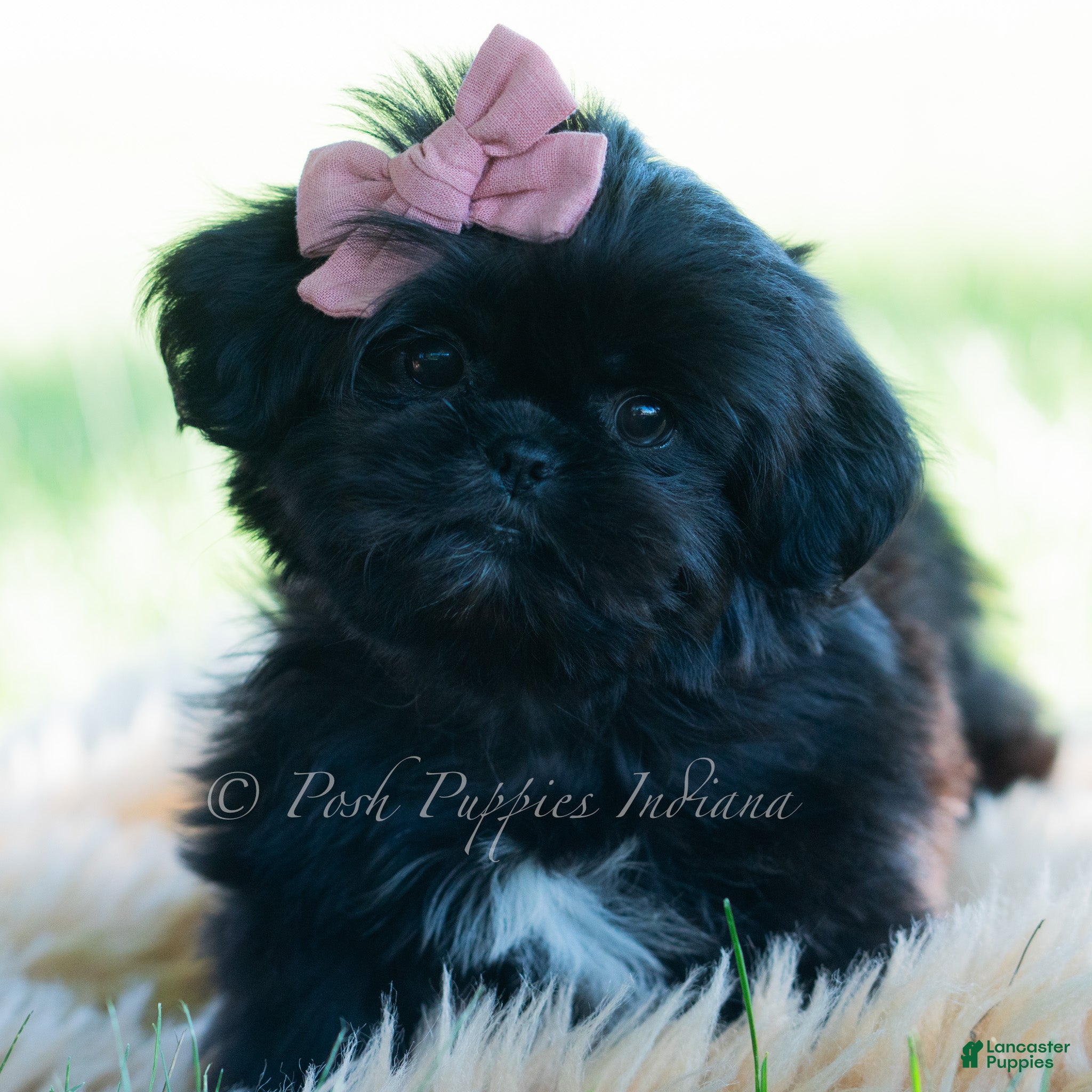 Shih Tzu dogs Luna - Ad 3