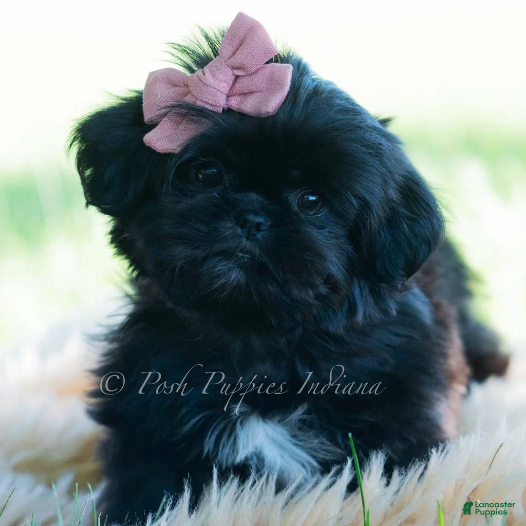 Shih Tzu dogs for sale: Luna - Ad 1