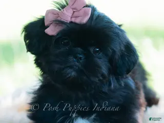 Shih Tzu dogs Luna - Ad 35
