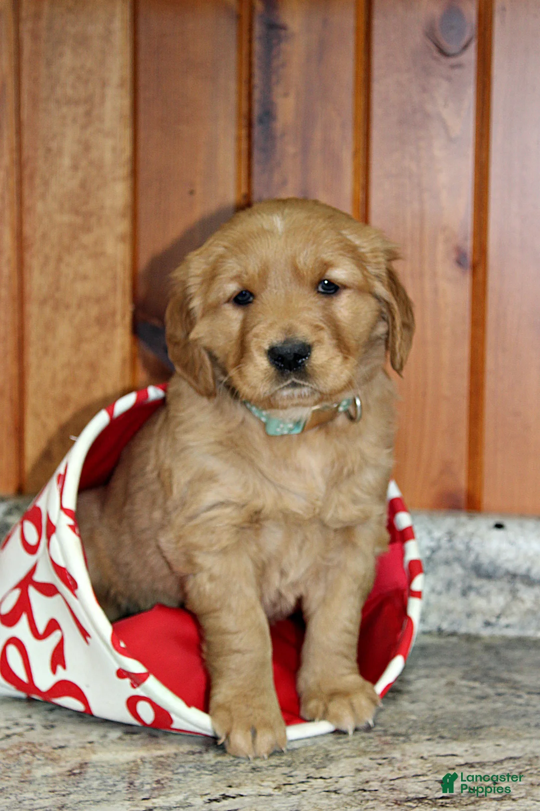 Golden Retriever dogs for sale: Stella - Ad 1