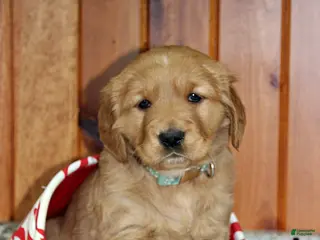 Golden Retriever dogs Stella - Ad 18