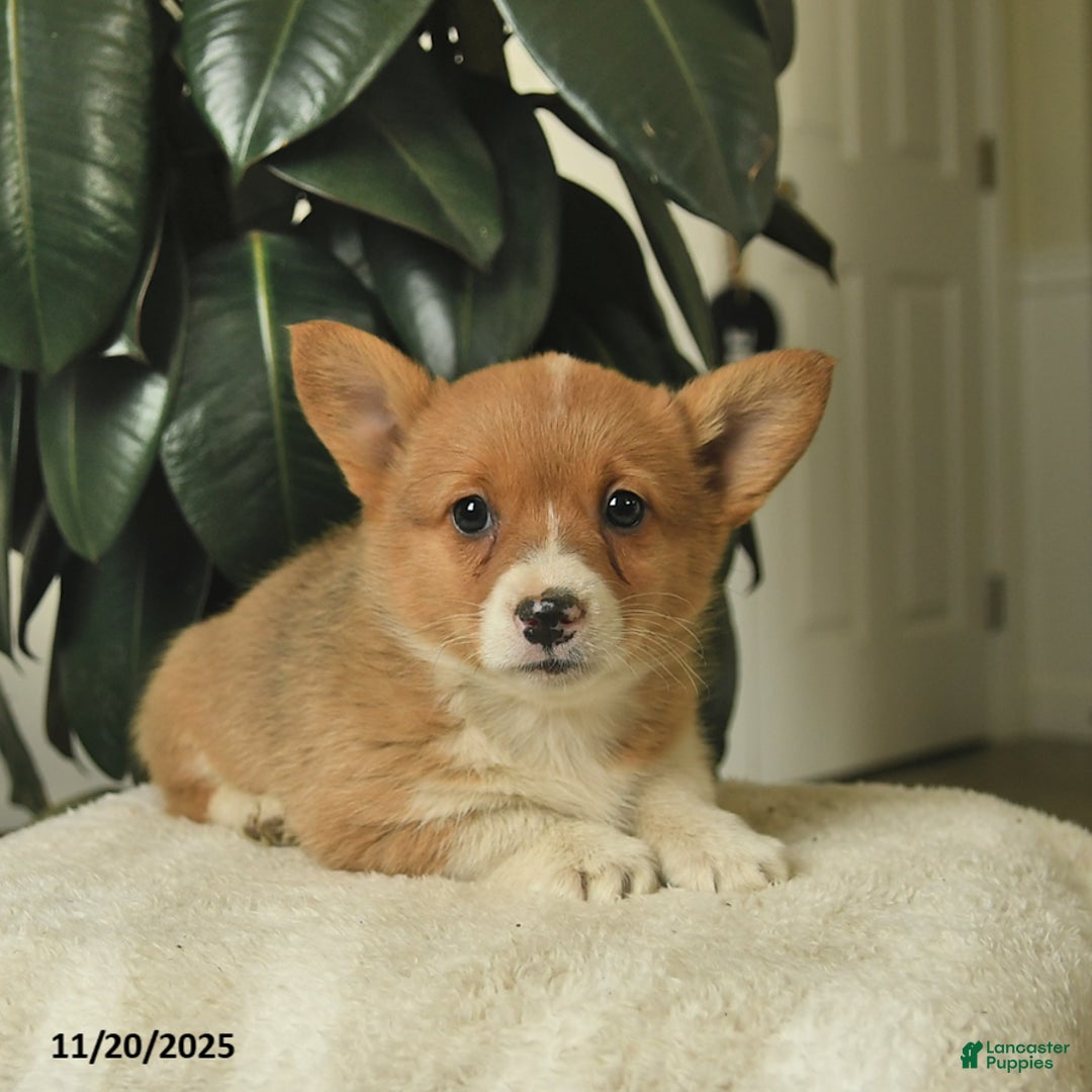 Welsh Corgi Pembroke dogs for sale: Cinderella  - Ad 3