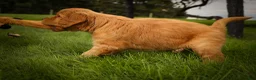Golden Retriever dogs for sale: Hunter💙 - Ad 15