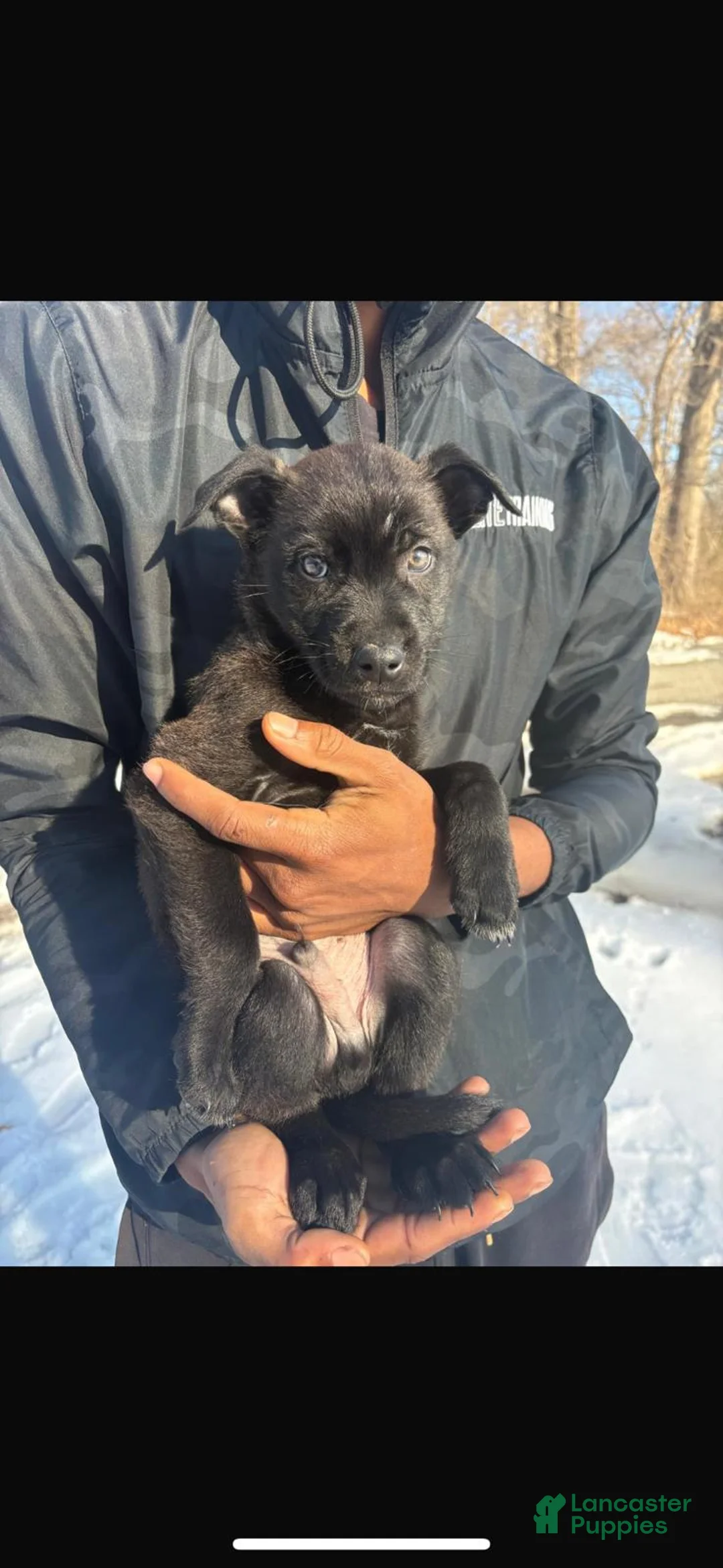 German Shepherd dogs for sale: German Shepherd Puppy 1 - Ad 1