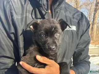 German Shepherd dogs German Shepherd Puppy 1 - Ad 34