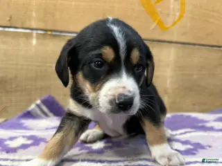 Mixed Breed dogs Mixed Breed Puppy 4 - Ad 16