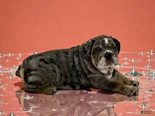 English Bulldog dogs Lilly - Ad 21