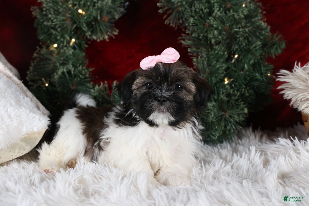 Shih Tzu dogs for sale: Penny - Ad 12