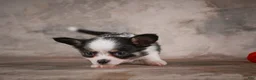 Chihuahua dogs for sale: Elvis - Ad 5