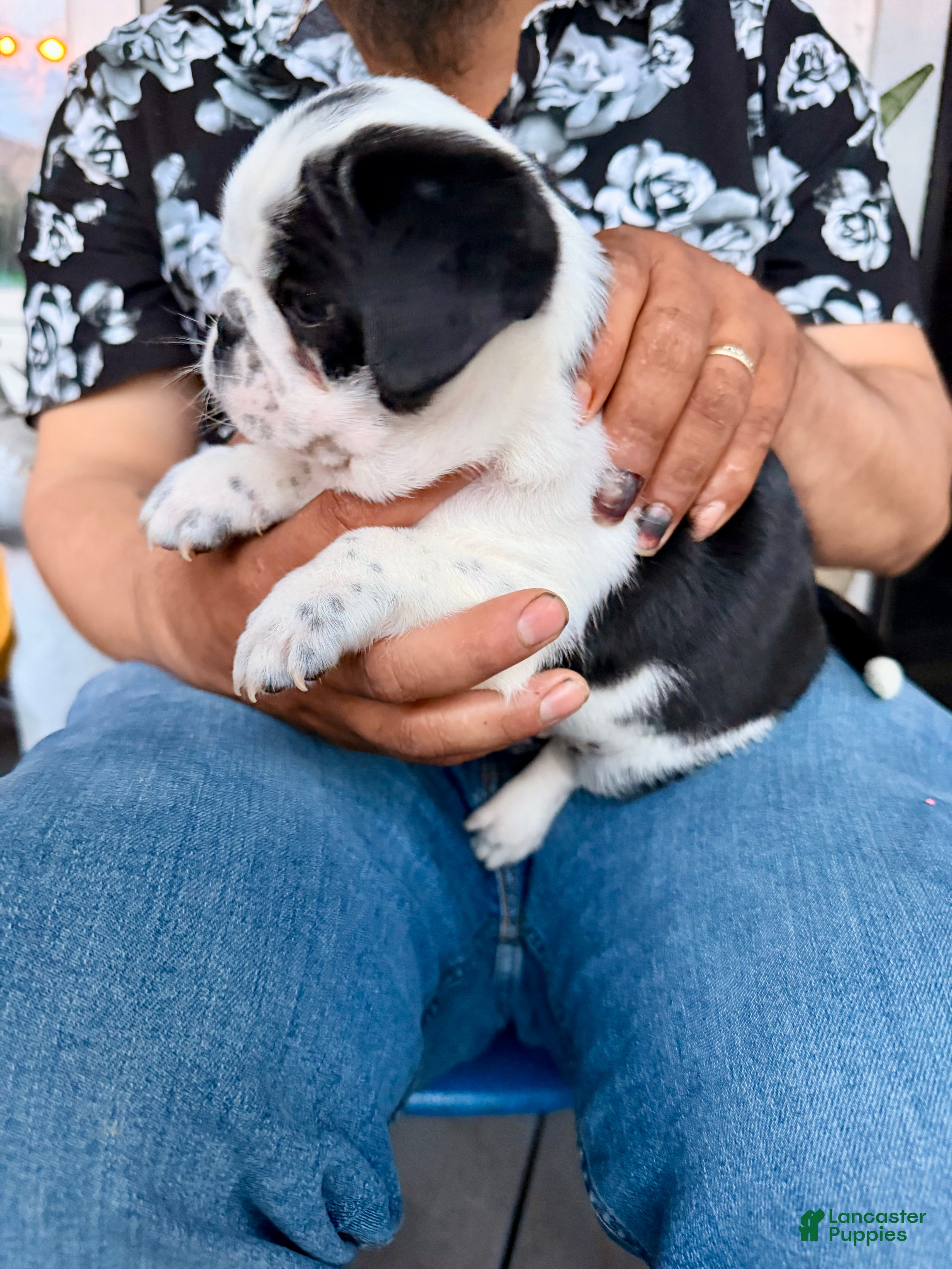 Pug dogs Pug Puppy 5 Apolo - Ad 2