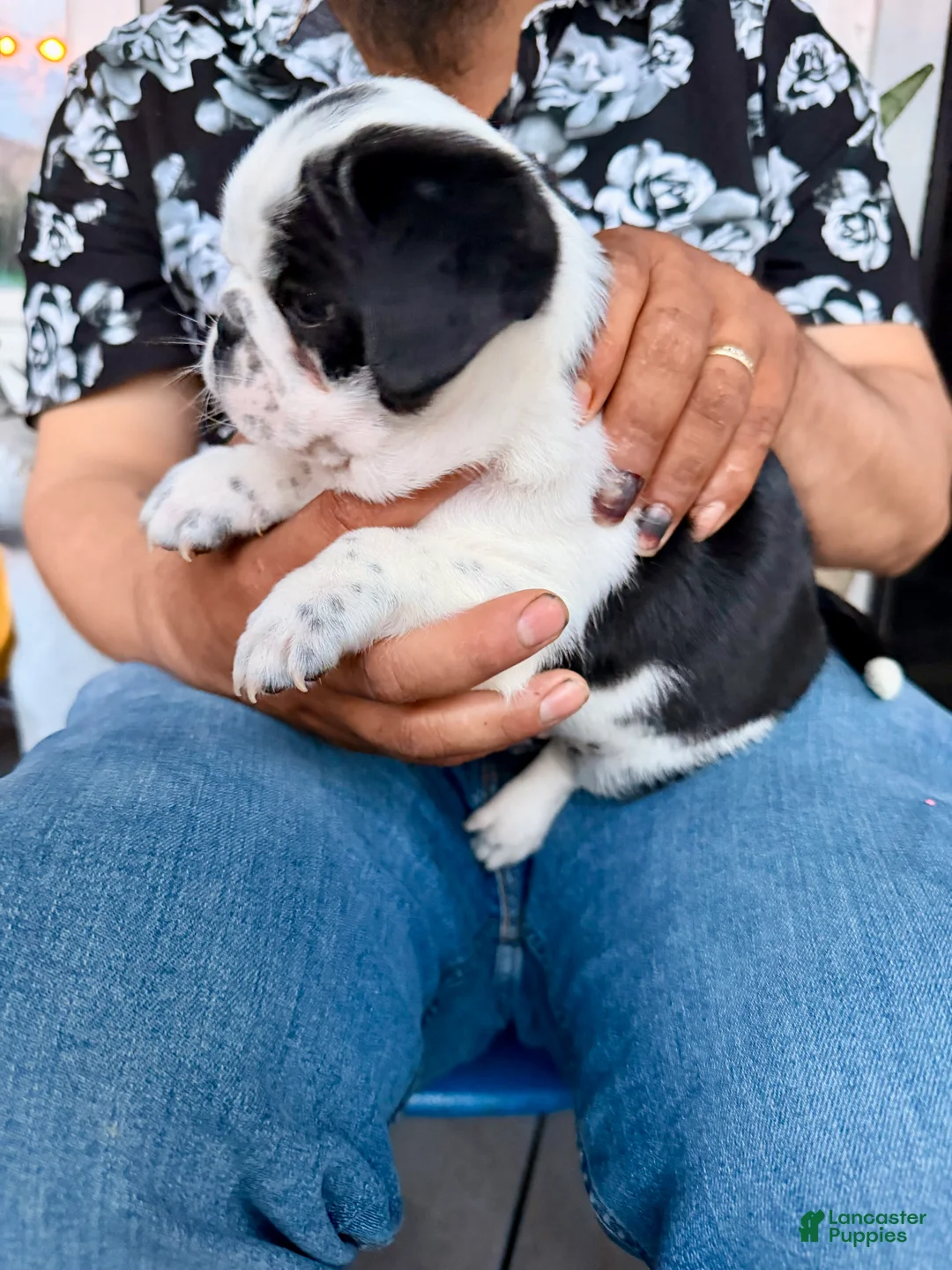 Pug dogs for sale: Pug Puppy 5 Apolo - Ad 2