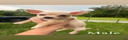 Chihuahua dogs for sale: Milo - Ad 11