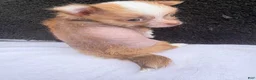 Mixed Breed dogs for sale: Little Henry  - Ad 14