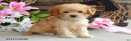 Cavapoo dogs for sale: Mason - Ad 7