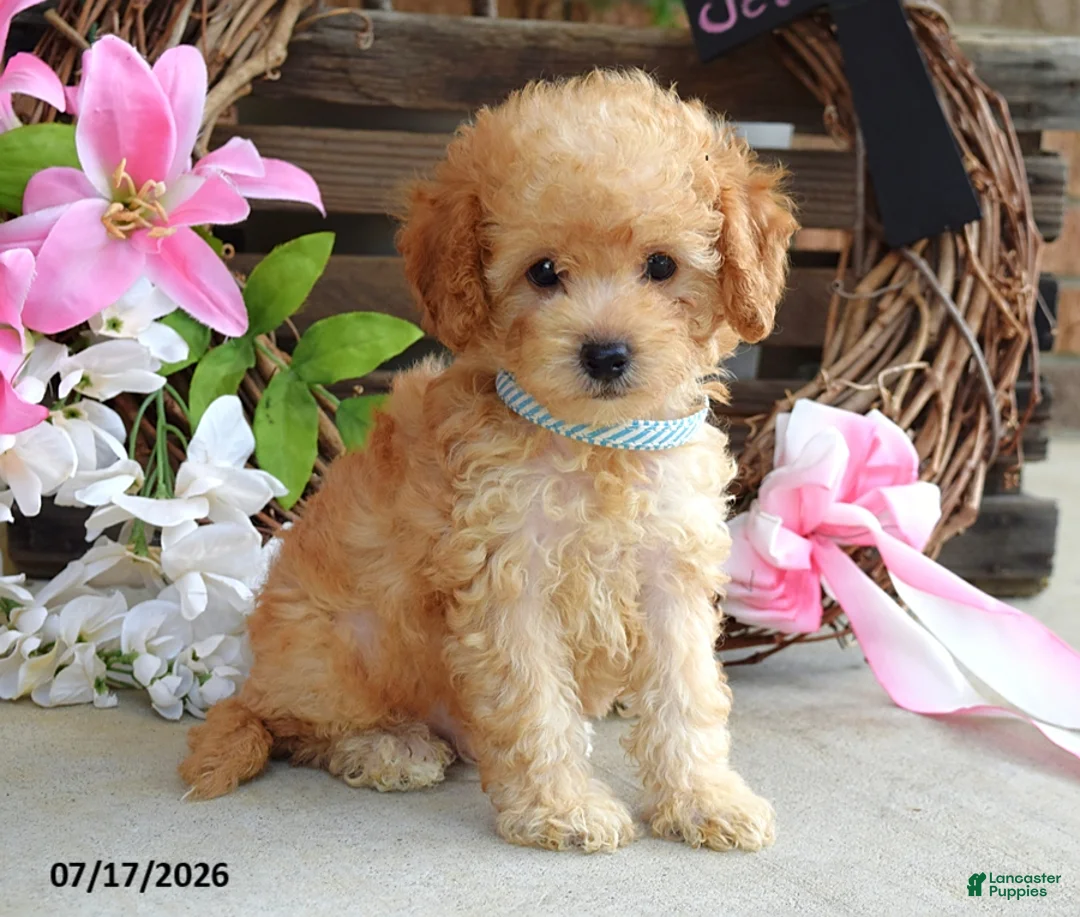 Cavapoo dogs for sale: Mason - Ad 7