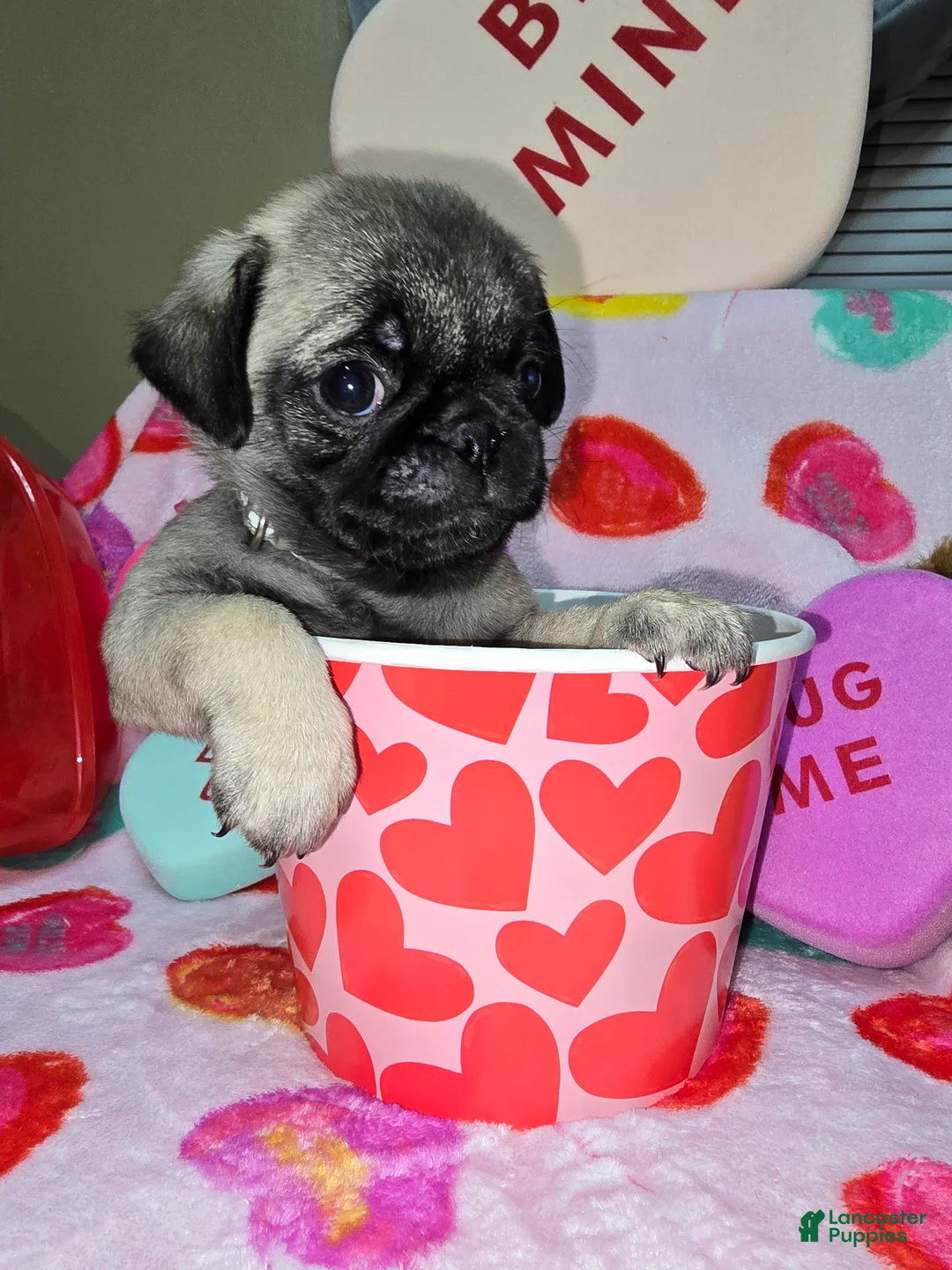 Pug dogs for sale: Maddie - Ad 6