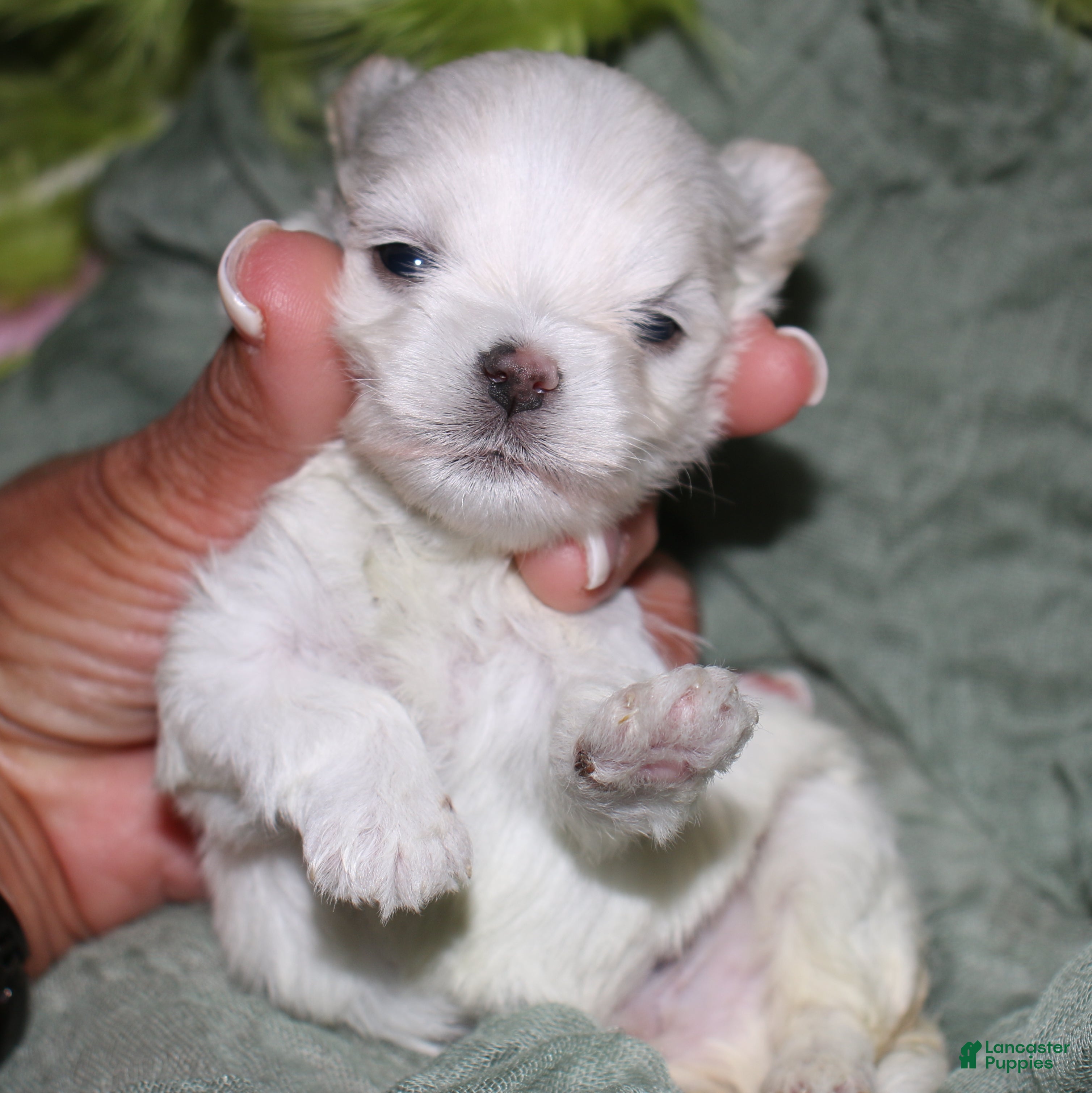 Maltese dogs for sale: Noah - Ad 3
