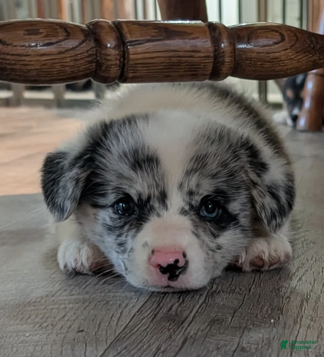 American Corgi dogs for sale: Aaron - Ad 1