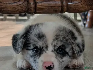 American Corgi dogs for sale: Aaron - Ad 4