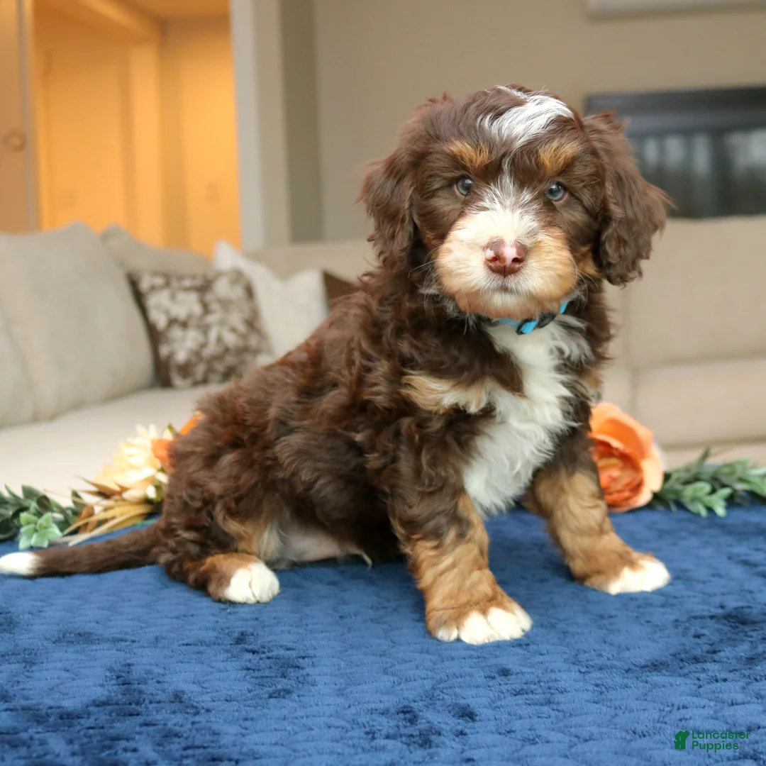 Mini Bernedoodle dogs for sale: Diamond  - Ad 2