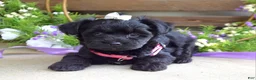 Yorkiepoo dogs for sale: Claire - Ad 5