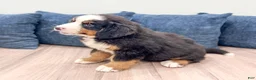 Bernese Mountain Dog dogs for sale: Casey - Ad 4