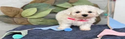 Bichon Frise dogs for sale: Eden - Ad 6
