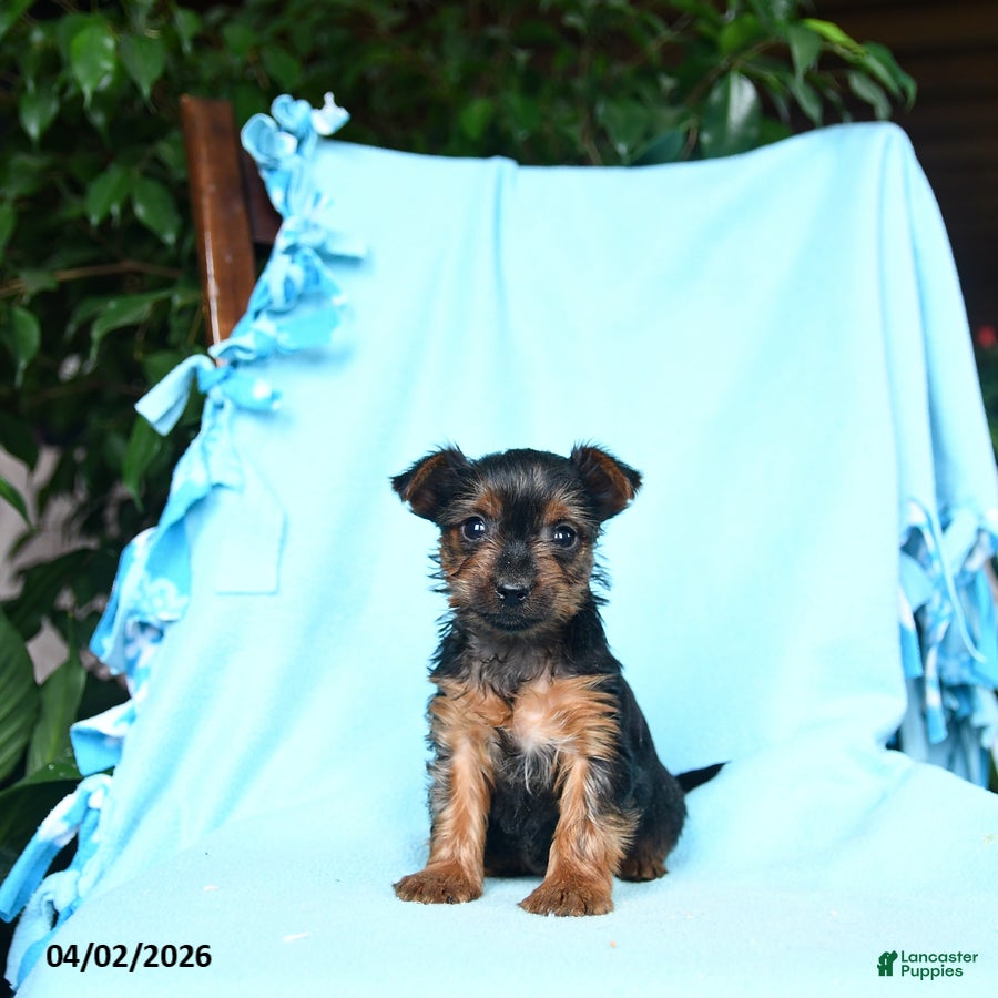 Yorkshire Terrier dogs Sage - Ad 2