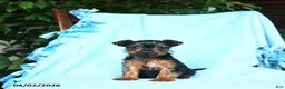 Yorkshire Terrier dogs for sale: Sage - Ad 2