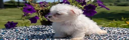 Maltese dogs for sale: Tulip - Ad 9