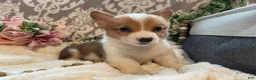 Welsh Corgi Pembroke dogs for sale: Sawyer  - Ad 4