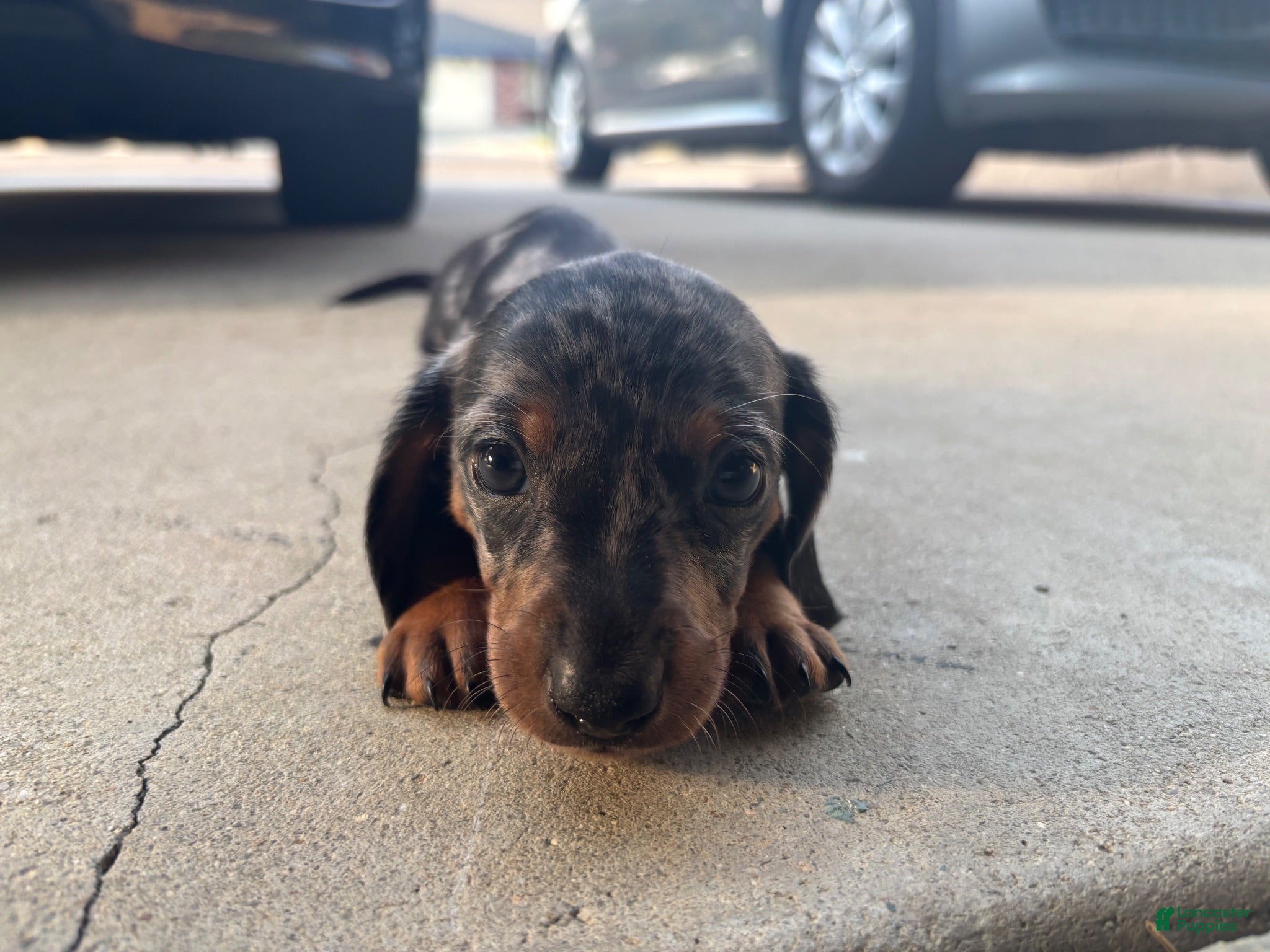 Miniature Dachshund dogs Miniature Dachshund 1 - Ad 20