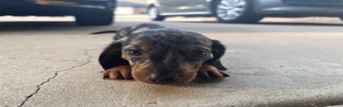 Miniature Dachshund 1