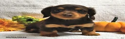 Miniature Dachshund dogs for sale: Dixie  - Ad 4